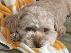 Adopt Waffles a Miniature Poodle, Pekingese