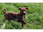 Adopt Taz a Mountain Cur, Terrier