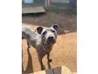 Adopt Baloo a American Staffordshire Terrier