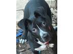 Adopt Meatball a American Staffordshire Terrier