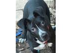 Adopt Casanova a American Staffordshire Terrier