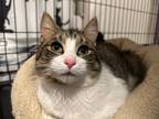 Adopt Patrick a American Shorthair