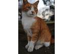 Adopt Ollie a American Shorthair