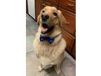 Adopt Milo a Golden Retriever, Labrador Retriever