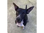 Adopt Batman [Extended Euth] a Terrier, Pointer