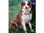 Adopt Remy a Australian Shepherd