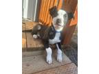 Adopt Ace a Mixed Breed