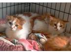 Adopt Arlen and Amber a Domestic Long Hair