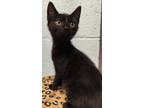 Adopt Lyric a Domestic Short Hair