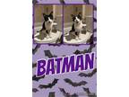 Adopt Batman a Domestic Short Hair