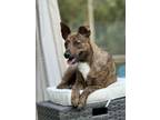 Adopt Scrappy a Australian Cattle Dog / Blue Heeler