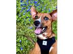 Adopt Scooby a Australian Cattle Dog / Blue Heeler