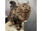 Adopt Tiger a Maine Coon