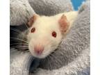 Adopt Chili, Basil, & Dill a Rat