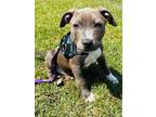 Adopt Rocky a American Staffordshire Terrier