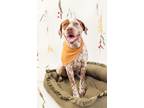 Adopt Jasper a German Shorthaired Pointer, Mixed Breed