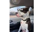 Adopt Arlo a Pit Bull Terrier, Mixed Breed