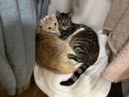 Adopt Chickpea and Fava: Bonded Brothers a Domestic Short Hair, Tabby