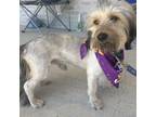 Adopt Traveler a Yorkshire Terrier, Mixed Breed