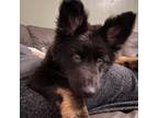 Adopt Atlas a German Shepherd Dog