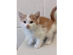 Adopt Pawl a Domestic Medium Hair