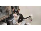 Adopt Boomer a Domestic Short Hair