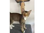 Adopt Hatari a Domestic Short Hair