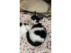 Adopt Frankie a Domestic Short Hair