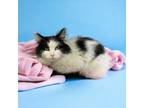 Adopt Jack a Domestic Medium Hair