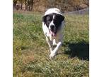 Adopt Steve a Saint Bernard, English Pointer