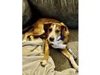 Adopt Finkey (Buddy) a Feist