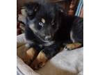 Adopt King a Husky, Bernese Mountain Dog