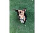 Adopt Bruno a Mixed Breed