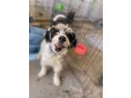 Adopt KOA a Shih poo