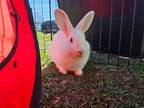 Adopt Iceberg a Bunny Rabbit