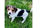 Adopt Cuddles a Beagle