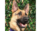 Adopt Lord Golia a German Shepherd Dog