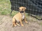 Adopt Apollo a Black Mouth Cur, Rhodesian Ridgeback