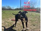 Adopt Ace the Spade a American Staffordshire Terrier