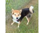 Adopt Teddy a Shiba Inu