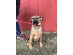 Adopt Dixon a Belgian Shepherd / Malinois