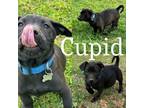 Adopt Cupid a Miniature Dachshund