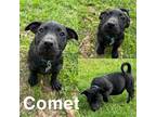 Adopt Comet a Miniature Dachshund, Mixed Breed