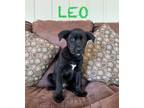 Adopt Leo a Black Labrador Retriever