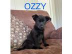 Adopt Ozzy a Black Labrador Retriever