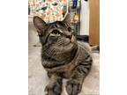 Adopt Charlie a Domestic Short Hair