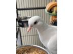 Adopt Lucky a Dove