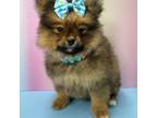 Pomeranian Puppy for sale in New York, NY, USA