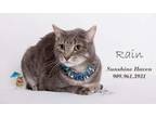 Adopt Rain a Domestic Short Hair, Tabby