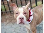 Adopt Rocky a American Staffordshire Terrier, Mixed Breed